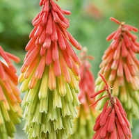 Red Hot Poker 