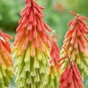 Red Hot Poker 