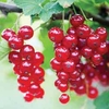 Redcurrant 