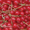 Redcurrant 