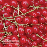 Redcurrant 