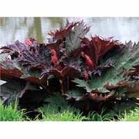 Rheum palmatum - 3 bare root rheum palmatum plants