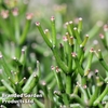 Rhipsalis baccifera 