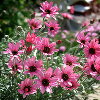 Rhodanthemum 