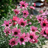 Rhodanthemum 
