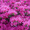 Rhododendron 