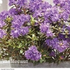 Rhododendron 