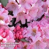 Rhododendron 