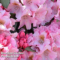Rhododendron 