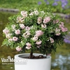 Rhododendron 