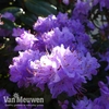 Rhododendron 