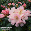 Rhododendron 