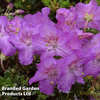 Rhododendron 