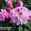 Rhododendron 