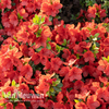 Rhododendron 