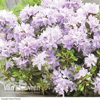 Rhododendron 