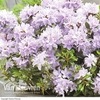 Rhododendron 