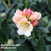 Rhododendron 