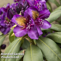 Rhododendron 