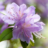 Rhododendron 
