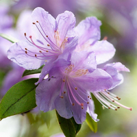 Rhododendron 