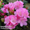 Rhododendron 