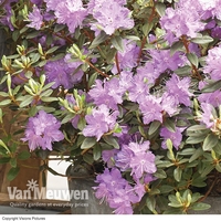 Rhododendron 