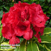 Rhododendron 