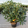 Rhododendron 