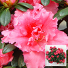 Rhododendron simsii - 1 azalea plant in 12cm pot