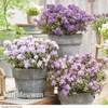 Rhododendron 