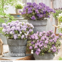 Rhododendron 