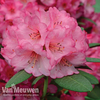 Rhododendron 