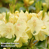 Rhododendron Yakush Hybrid 