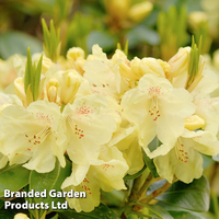Rhododendron Yakush Hybrid 
