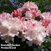 Rhododendron 
