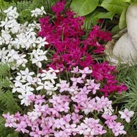 Rhodohypoxis Mixed - 3 rhodohypoxis plug plants