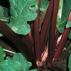 Rhubarb 