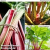 Rhubarb Taster