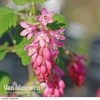 Ribes sanguineum 