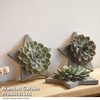 Rootless Echeveria Mix on Grey Star