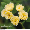 Rose banksiae 