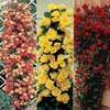 Rose Climbing Collection (Climbing) - 6 bareroot plants - 2 ofeach variety