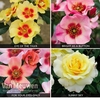 Rose Collection
