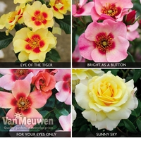 Rose Collection