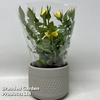Rose in grey bulbous ceramic