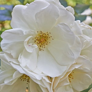 Rose rugosa 