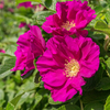 Rose rugosa 