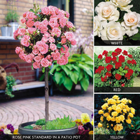 Rose Standard Collection (45cm stem)