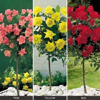 Rose Standard Collection